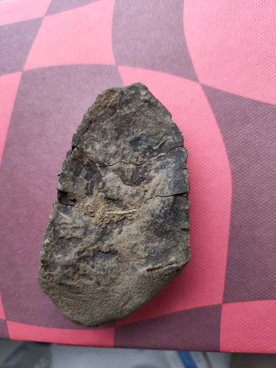 Трилобит, вид 1